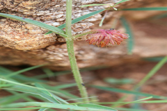 Allmania nodiflora var. dichotoma